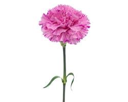 一輪挿しにおすすめの花カーネーション