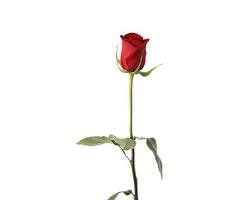 一輪挿しにおすすめの花バラ