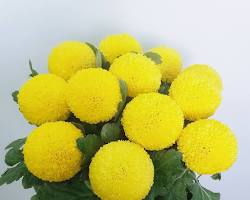 一輪挿しにおすすめの花マム