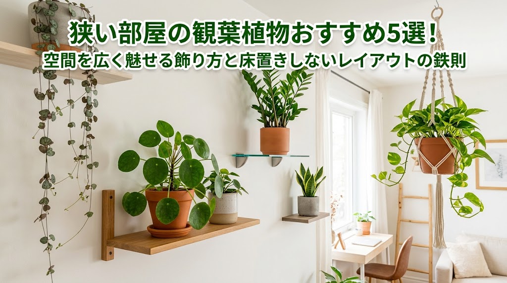 狭い部屋の観葉植物