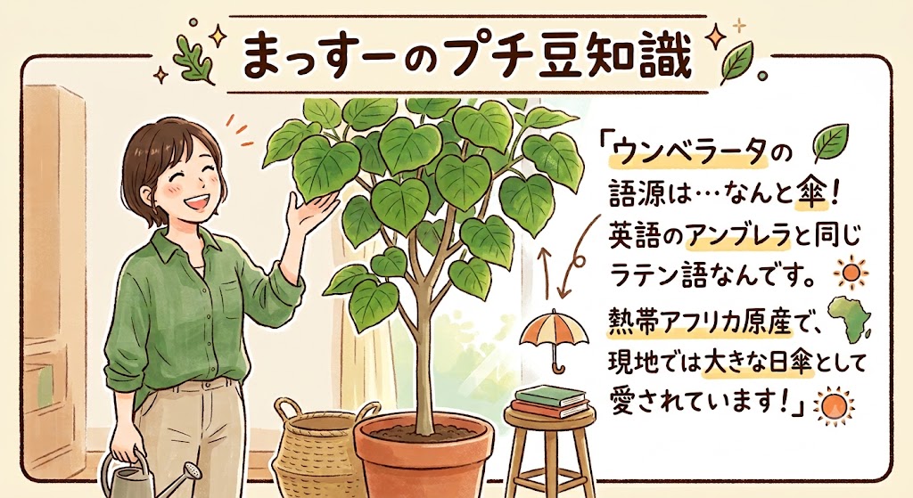 ウンベラータのまめ知識まっすー