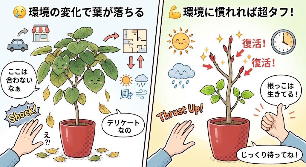 ウンベラータの育て方葉が落ちる