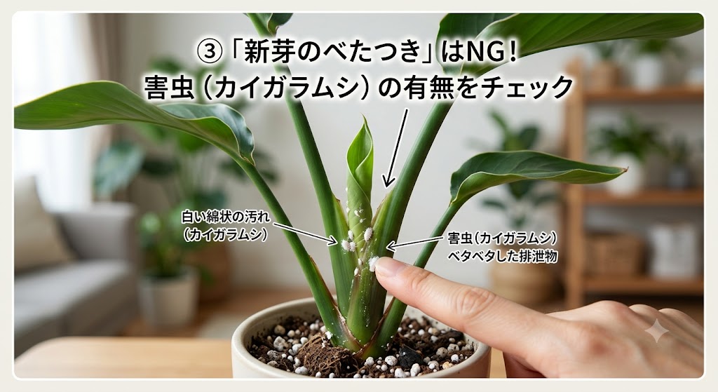 オーガスタの育て方注意点カイガラムシ
